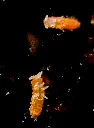 Untitled2.webp