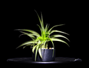 T. Multiflora Green-min-Photoroom.png