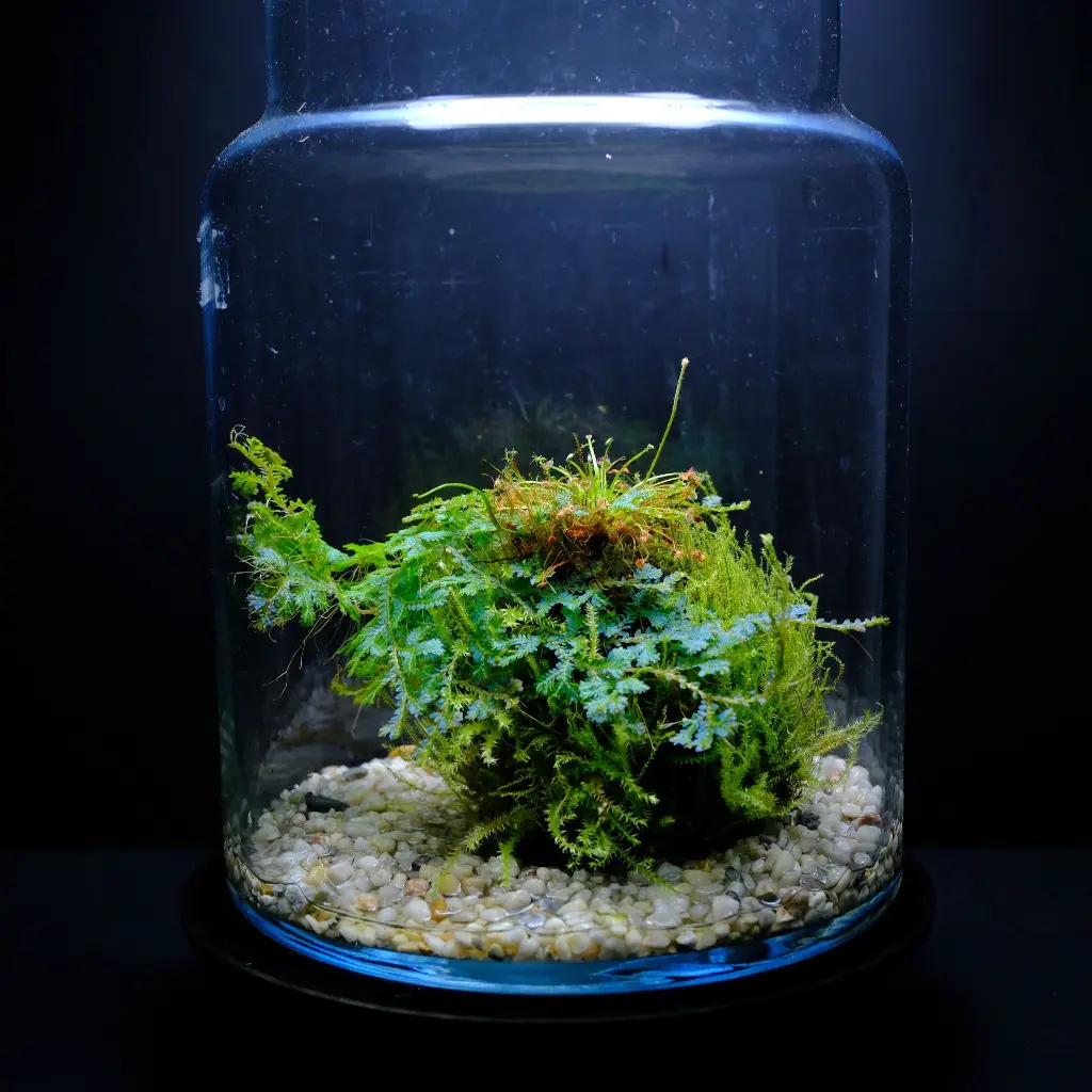 DSCF7743.webp