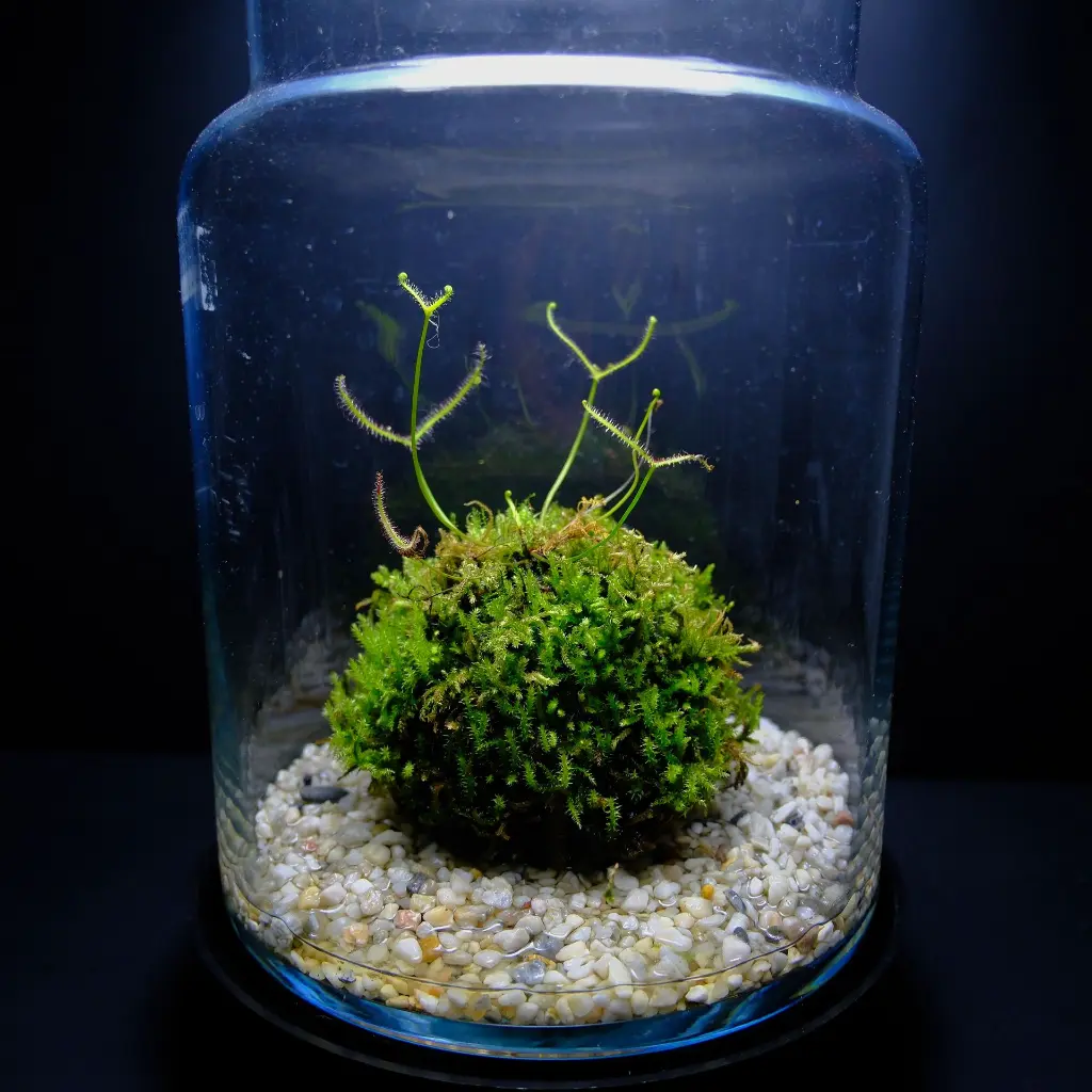 DSCF7611.webp