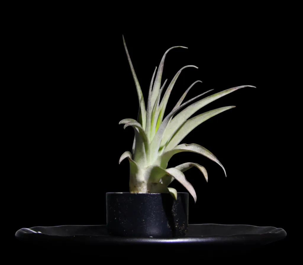 T. Capitata Green-min-Photoroom.webp