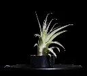 T. Capitata Green-min-Photoroom.webp