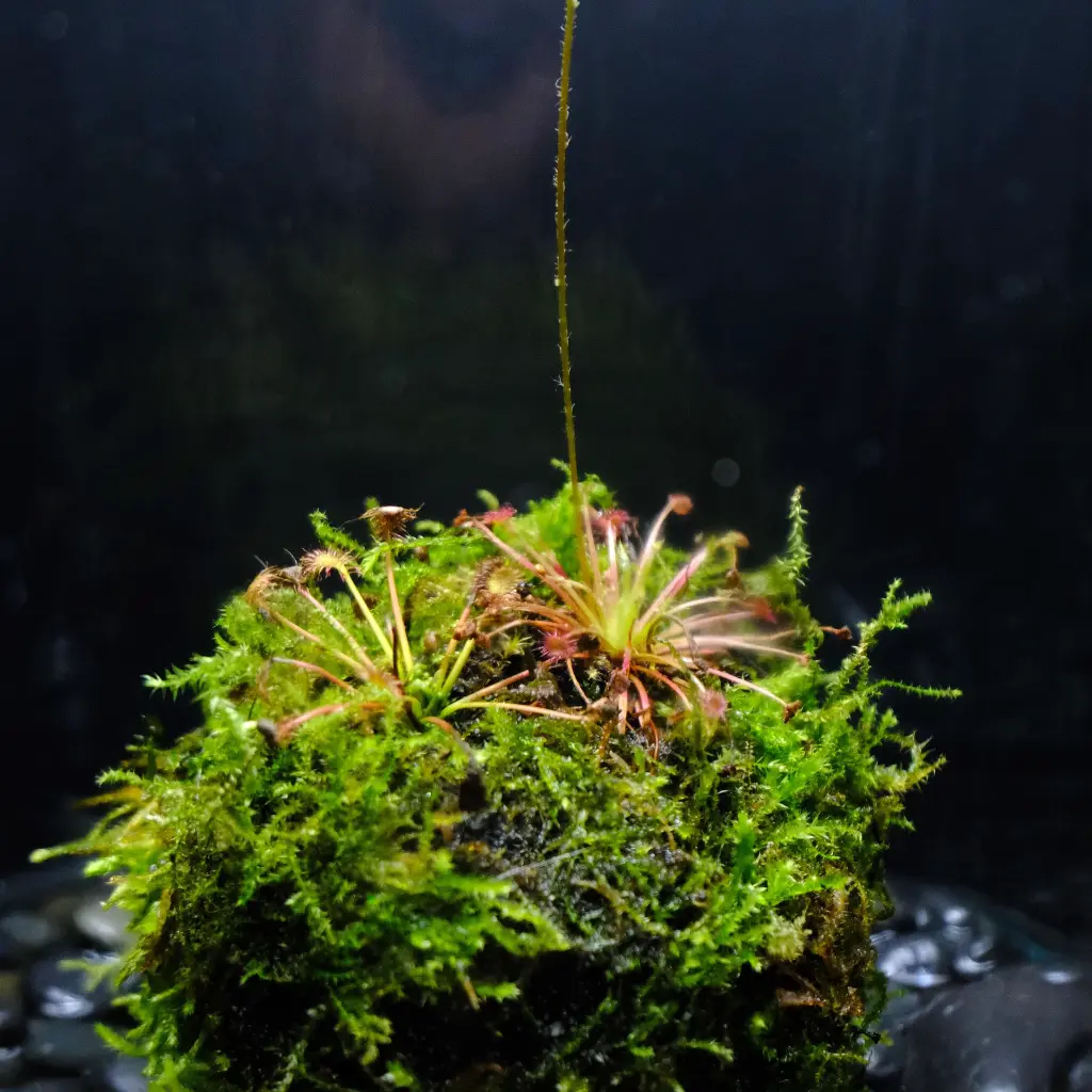 DSCF7722.webp