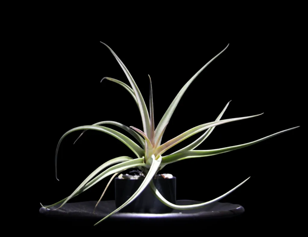 T. Multiflora Red-min-Photoroom.webp