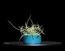 T. Usneoides-min-Photoroom.png