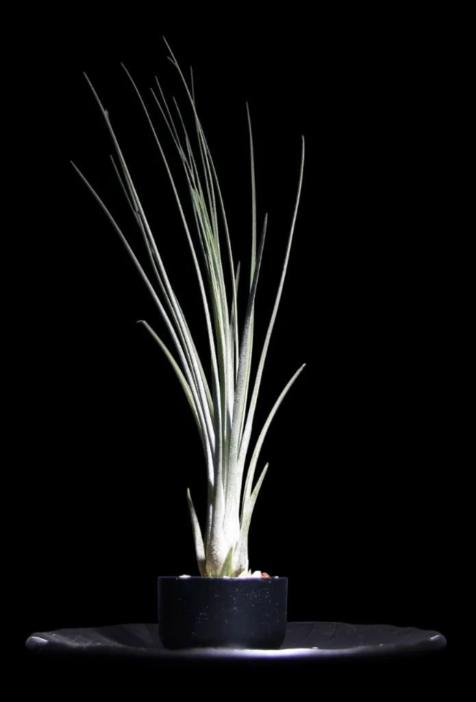T. Juncea-min-Photoroom.webp