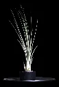 T. Juncea-min-Photoroom.webp