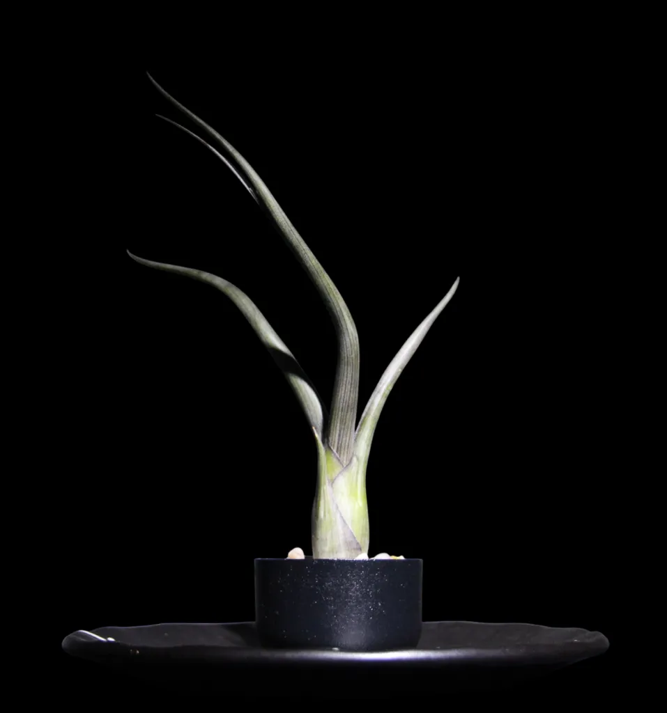 T. Baileyi-min-Photoroom.webp