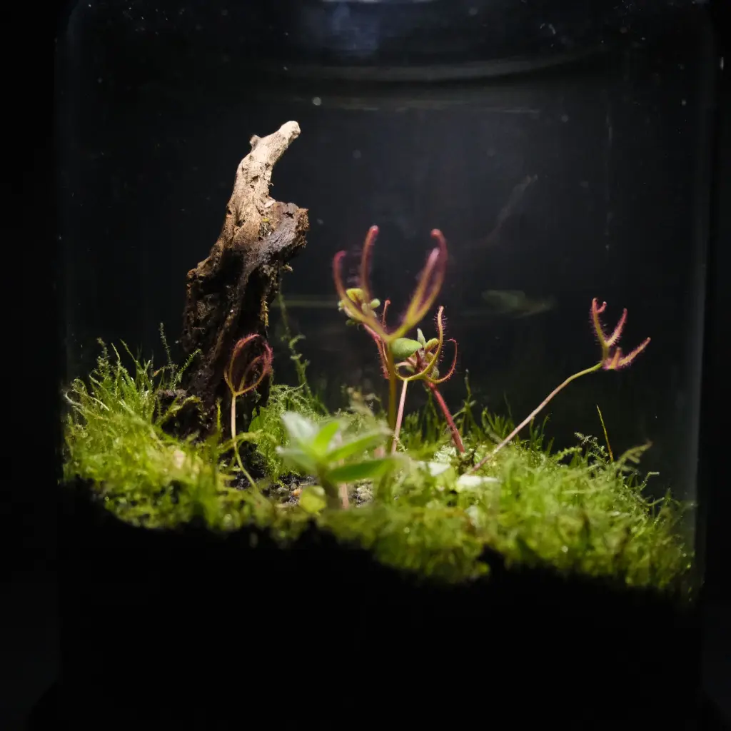 DSCF0983.webp