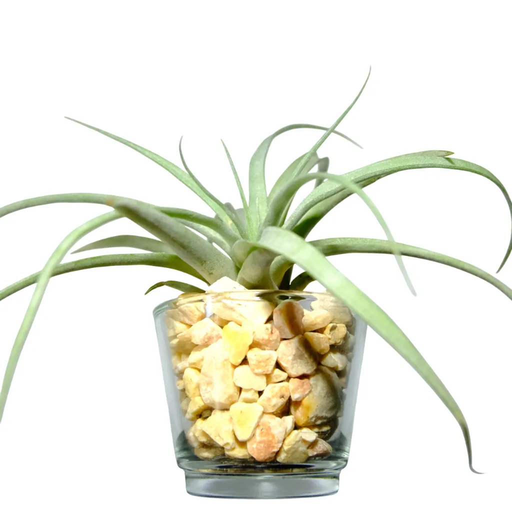 DSCF2099-Photoroom (1).webp