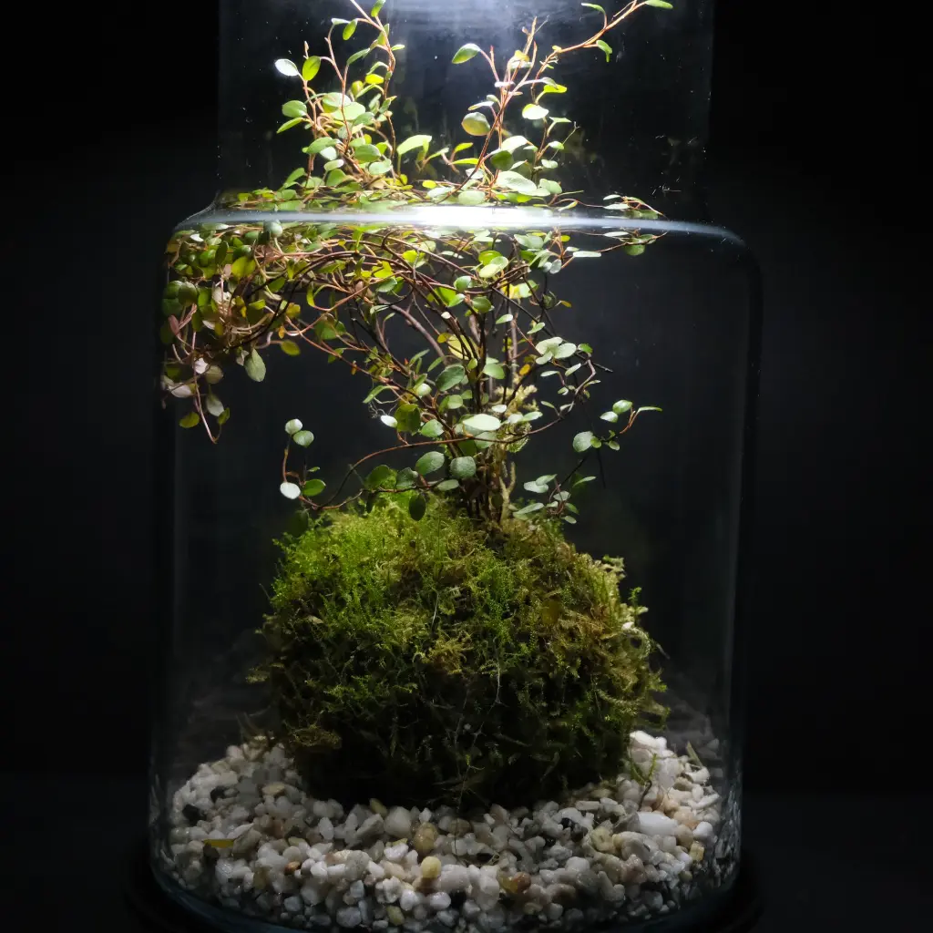 DSCF1188.webp