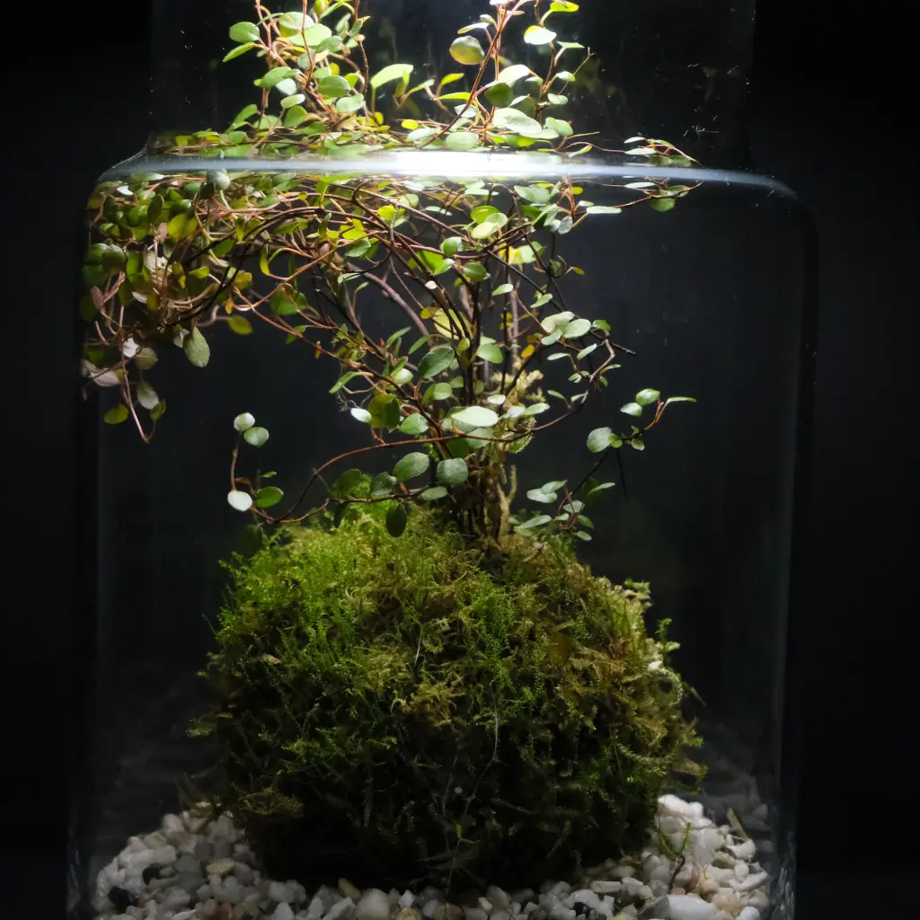 DSCF1190.webp