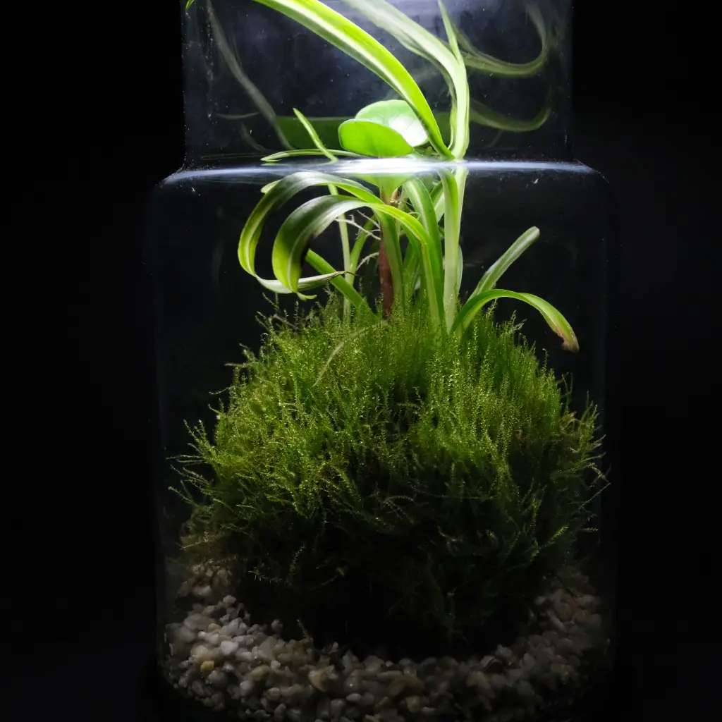 DSCF1261.webp