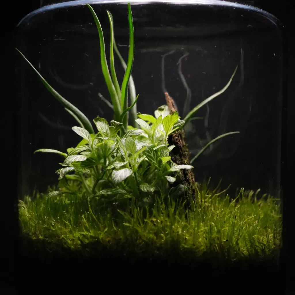 DSCF1063.webp
