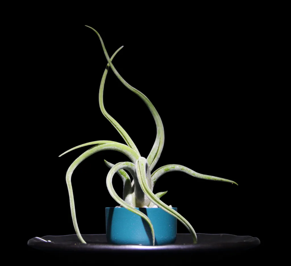 T. Caput Medusae-min-Photoroom.webp