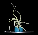 T. Caput Medusae-min-Photoroom.webp
