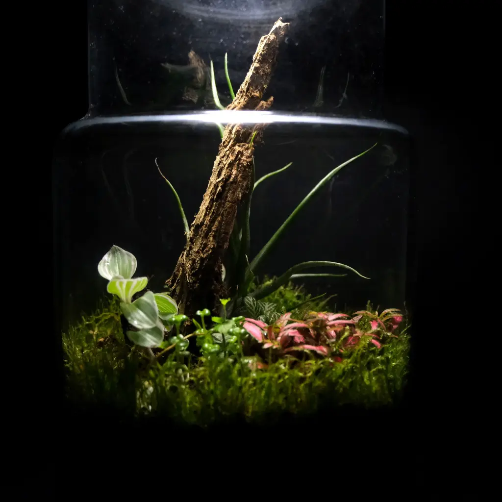 DSCF1243.webp