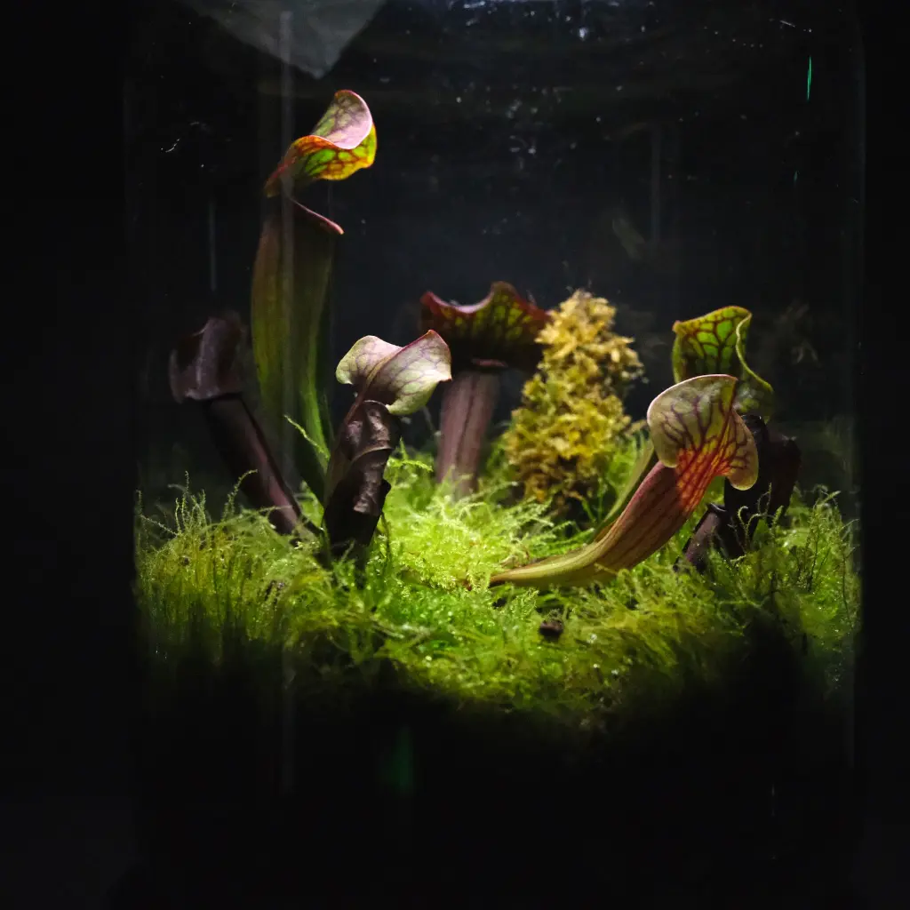 DSCF0867.webp