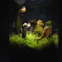 DSCF0867.webp