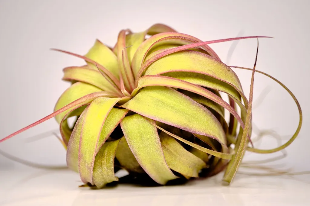 DSCF6511.webp