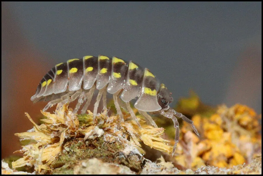Armadillidiumgestroi05.webp