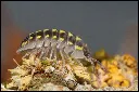 Armadillidiumgestroi05.webp