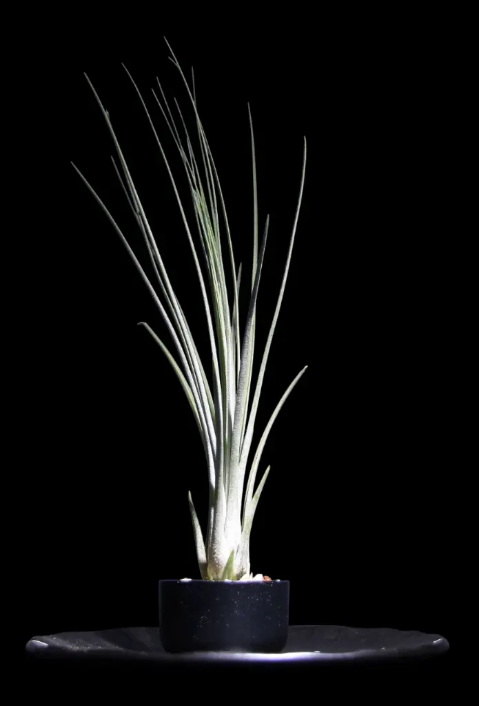 T. Juncea-min-Photoroom.webp