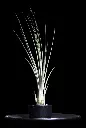 T. Juncea-min-Photoroom.webp