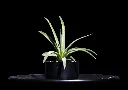 T. Abdita-min-Photoroom.webp