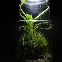 Kokedarium : Dama Chlorophytum