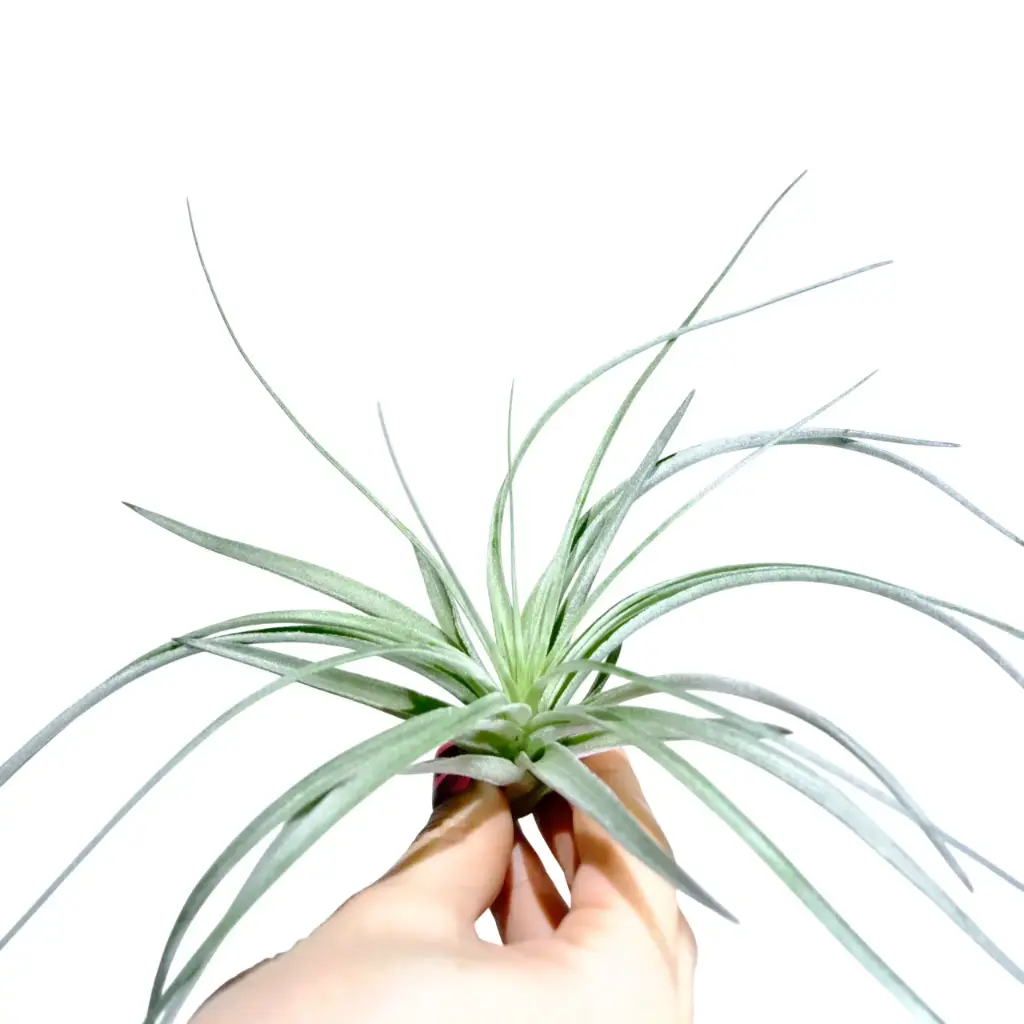 Tillandsia Silver