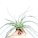 Tillandsia Silver