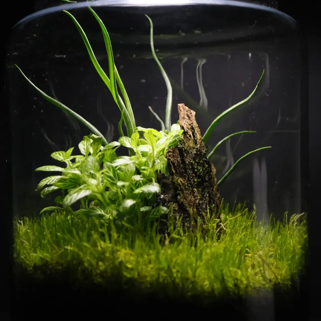 Kokedarium 6 : Koke no Mori