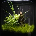 Kokedarium 6 : Koke no Mori