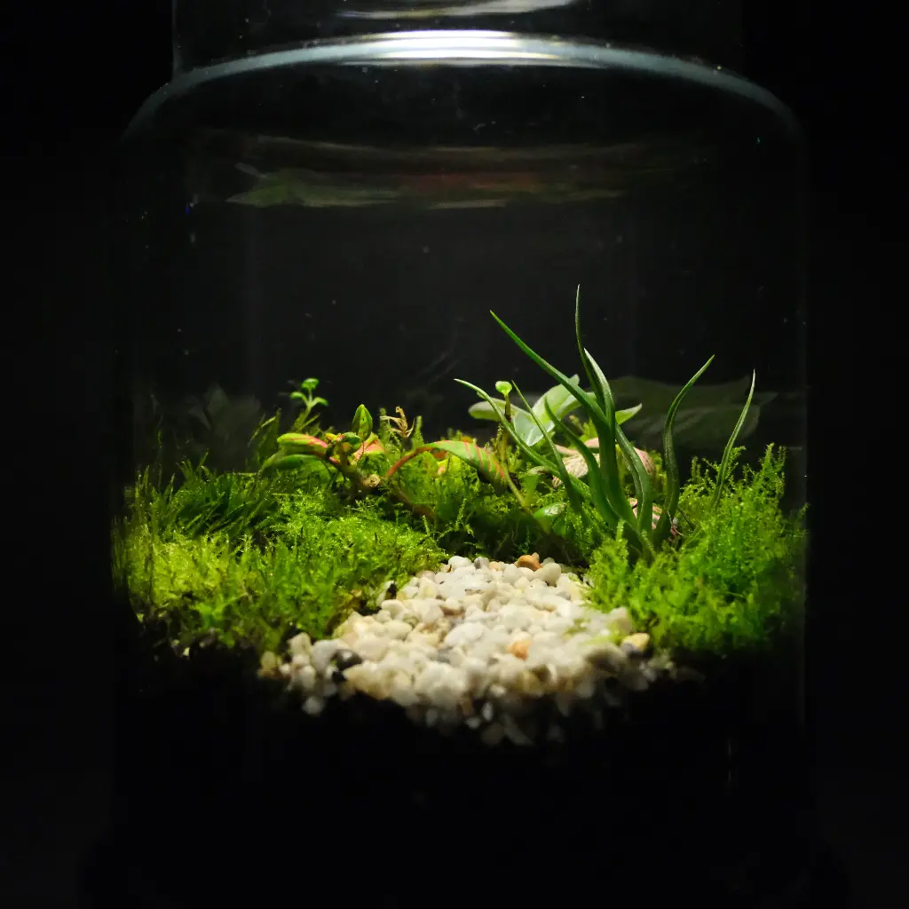 Kokedarium 18 : Yama no Kaze