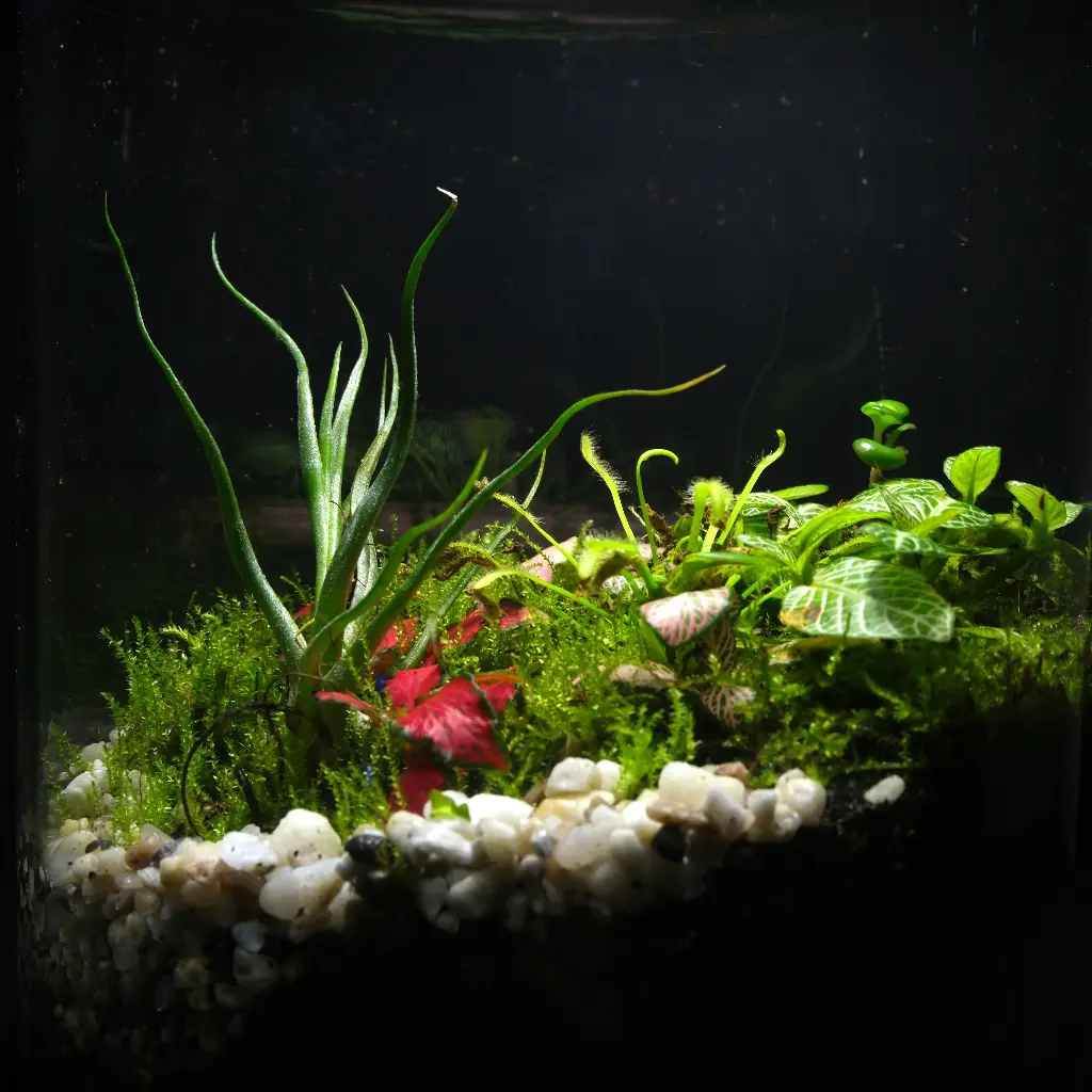 Kokedarium 21 : Midori