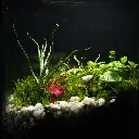 Kokedarium 21 : Midori