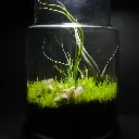 Kokedarium 4 : Sora to Chi