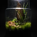 Kokedarium 34 : Shinrin Yoku