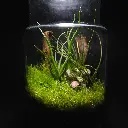 Terrarium de plantes