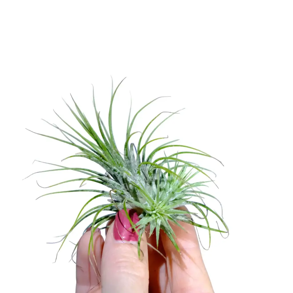 Tillandsia Ionantha Green