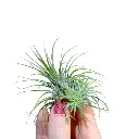 Tillandsia Ionantha Green