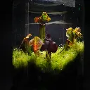 Kokedarium 12 :  Akai Mori