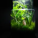 Kokedarium 30 : Taki