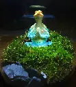 Turtle Peace