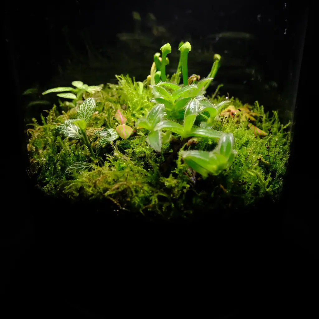 Kokedarium 17 : Midori no Seishin