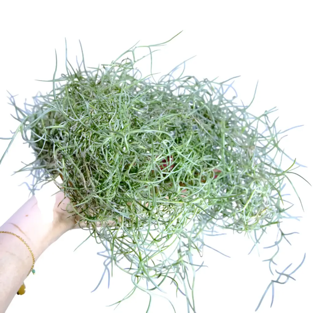 Tillandsia Usneoides