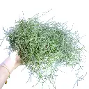 Tillandsia Usneoides