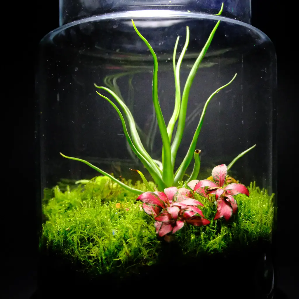 Terrarium de Tillandsia - Shizen no Seishin