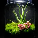 Kokedarium 20 : Shizen no Seishin